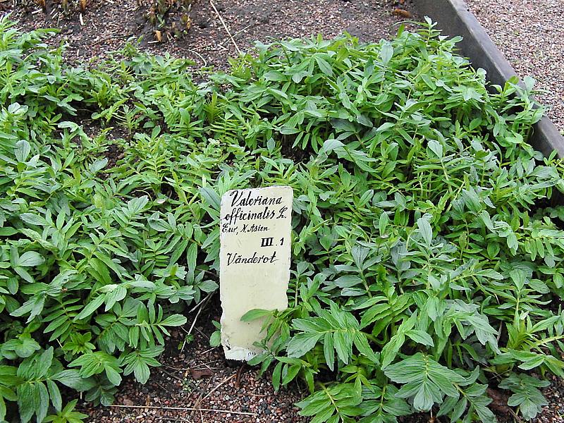 Изображение особи Valeriana officinalis.