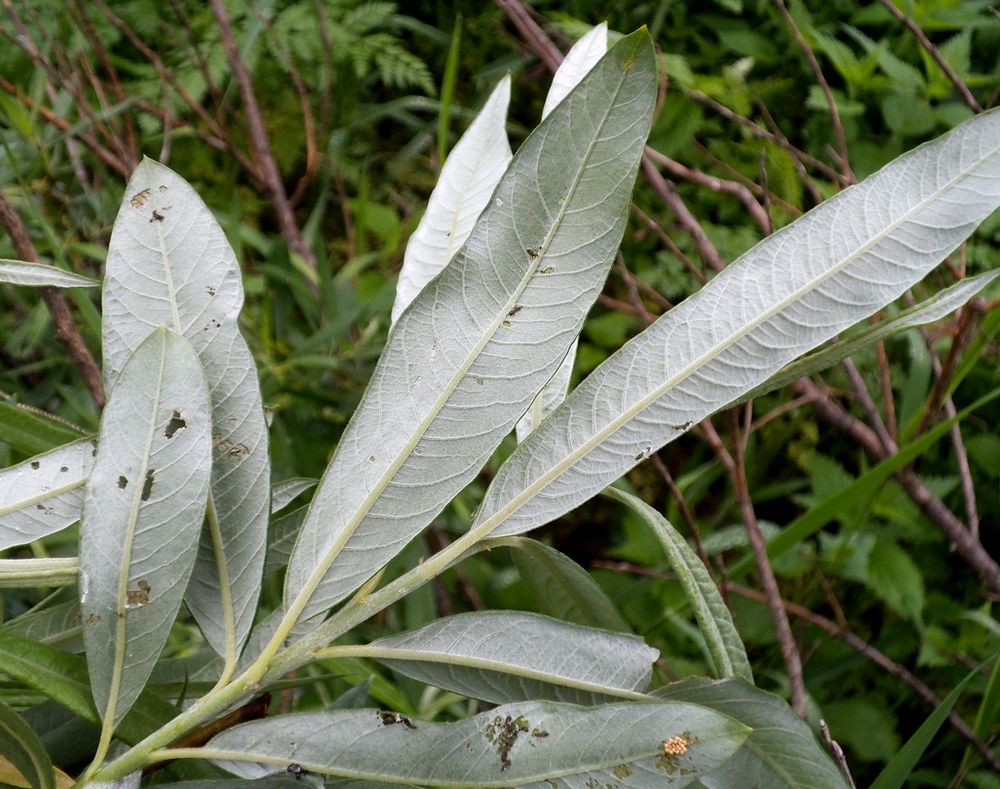 Image of Salix gmelinii specimen.