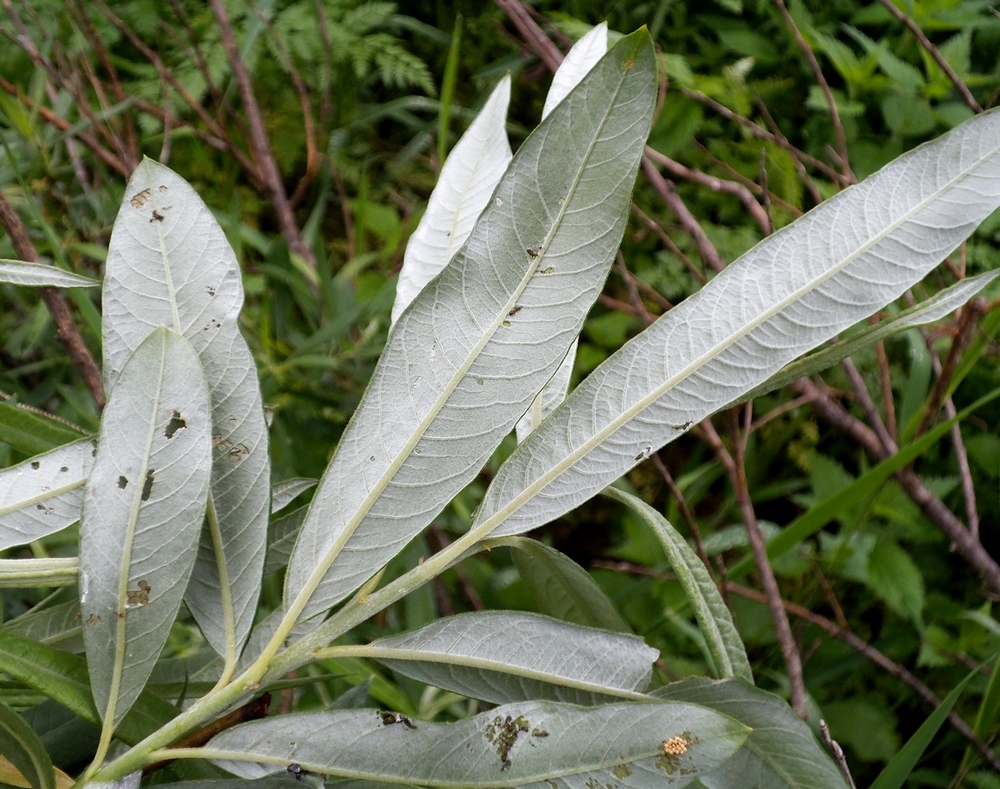 Изображение особи Salix gmelinii.