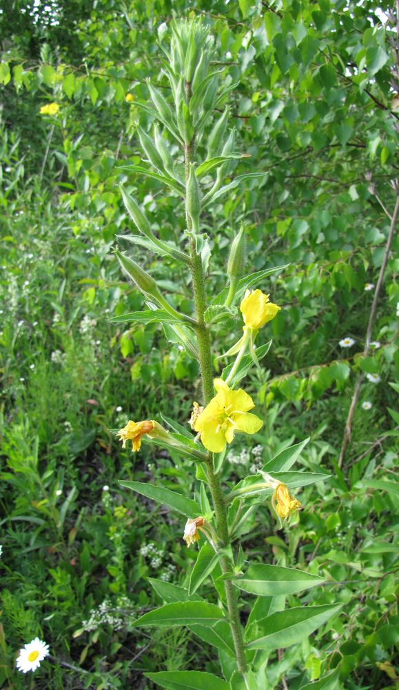 Image of genus Oenothera specimen.