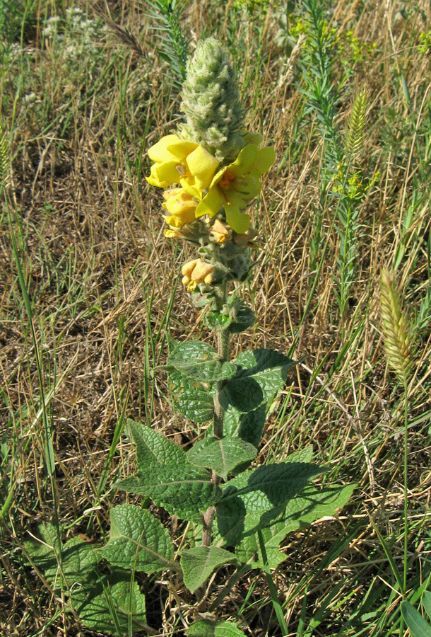 Изображение особи Verbascum ovalifolium.