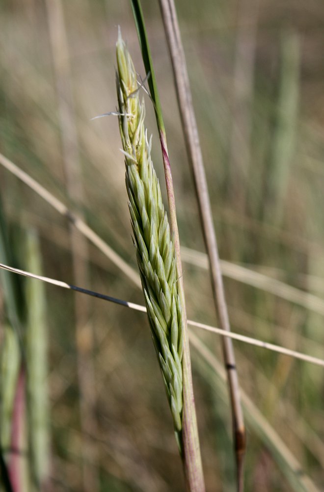 Изображение особи Ammophila arenaria.