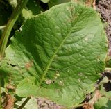 Rumex obtusifolius