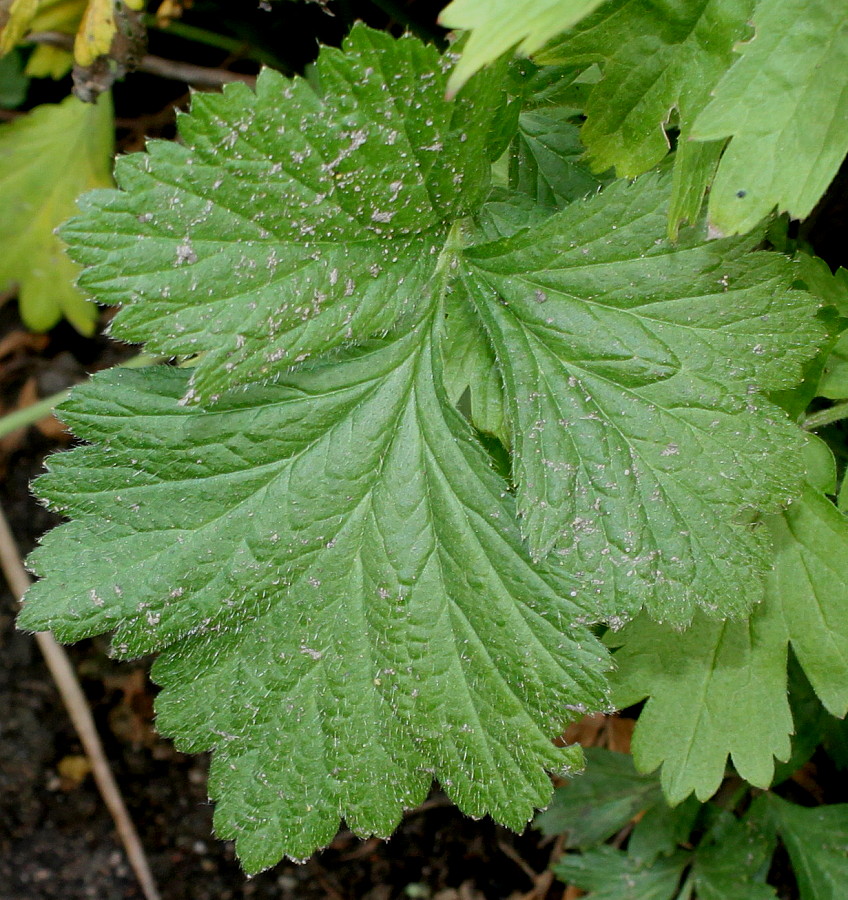 Image of Geum macrophyllum specimen.