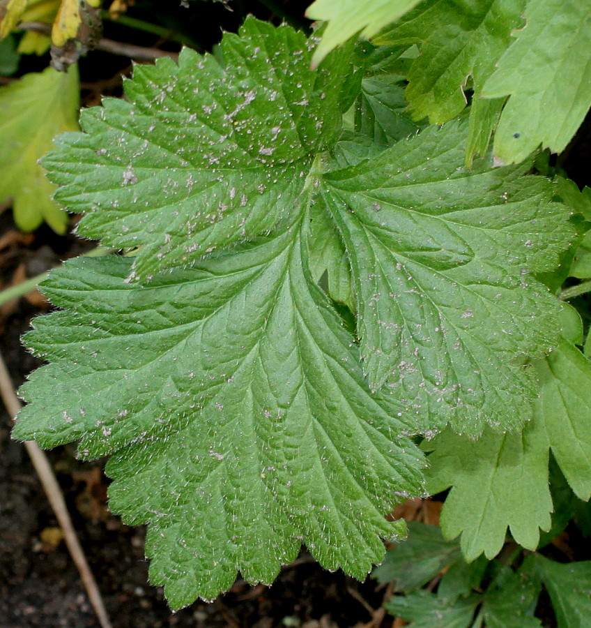 Image of Geum macrophyllum specimen.