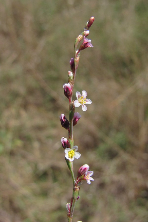 Изображение особи Polygonum arenarium.