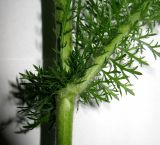 Achillea jenisseensis