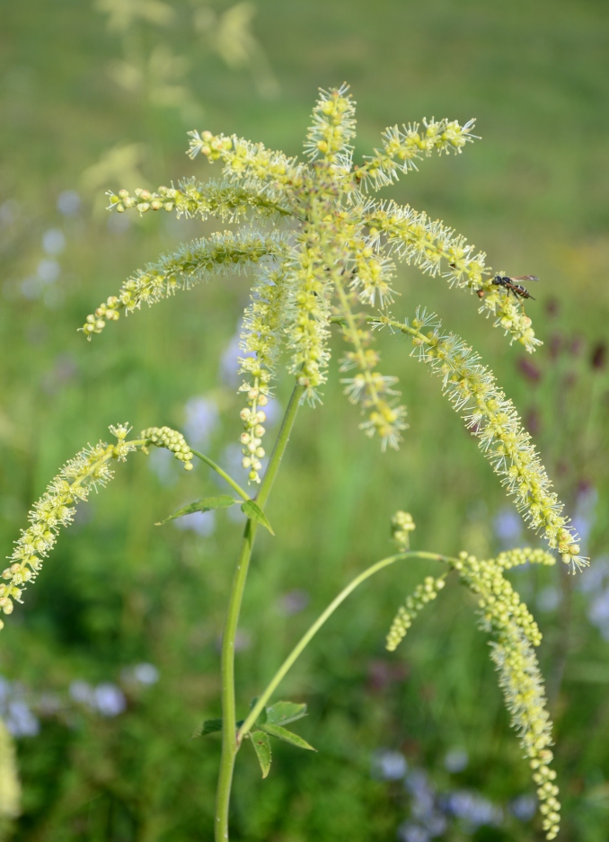 Image of Cimicifuga foetida specimen.