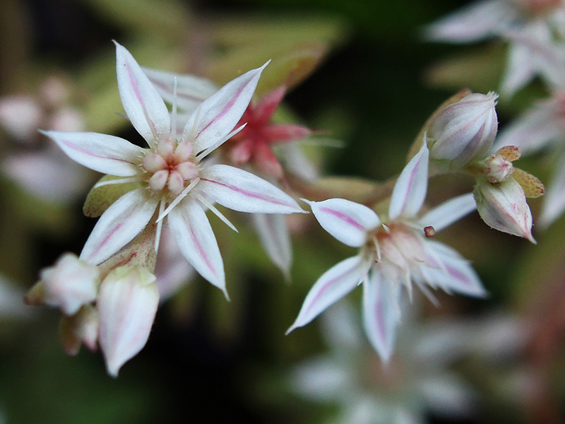 Image of Sedum hispanicum specimen.