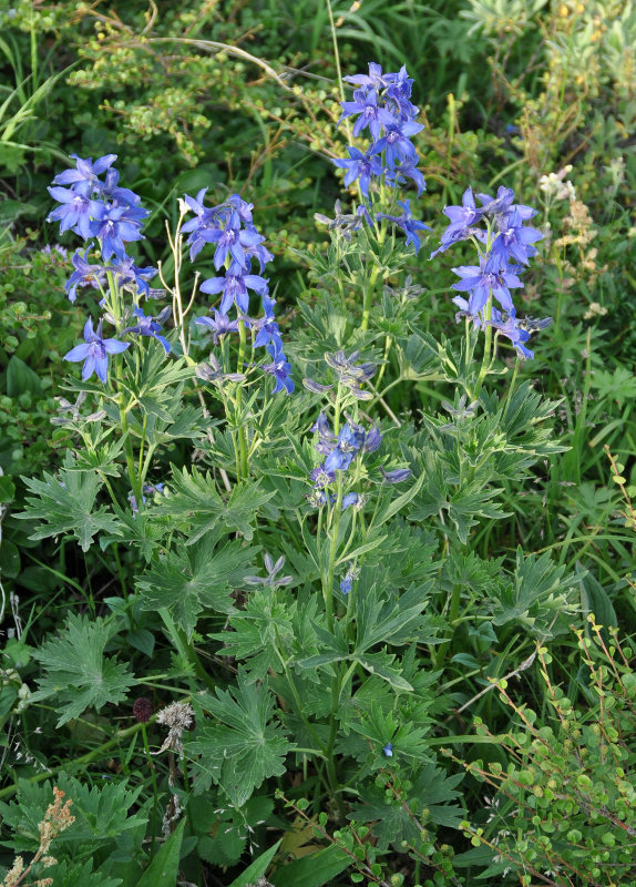 Изображение особи Delphinium brachycentrum.
