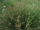 Juncus acutus