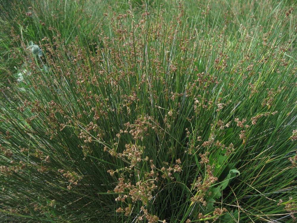 Изображение особи Juncus acutus.