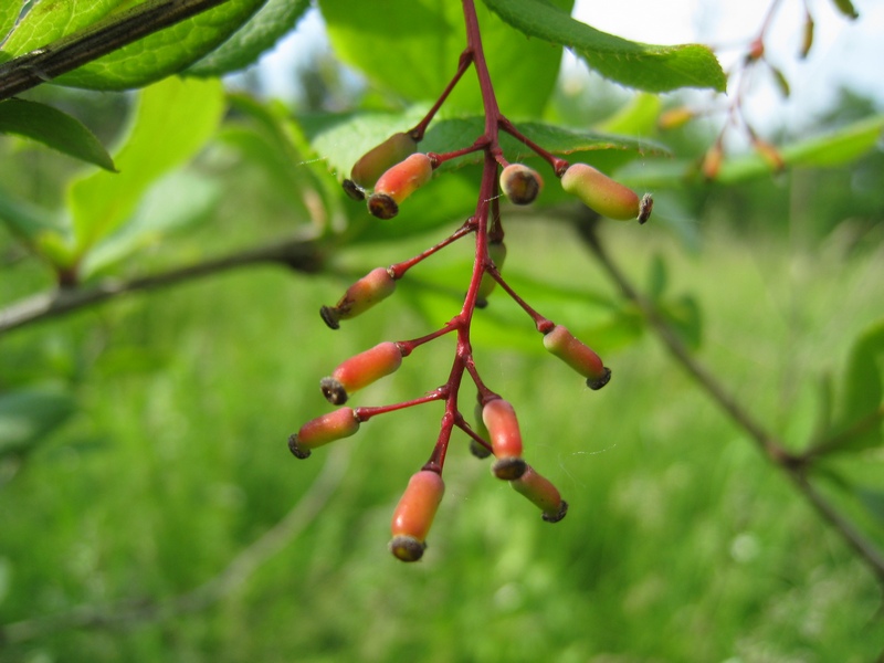 Image of Berberis vulgaris specimen.