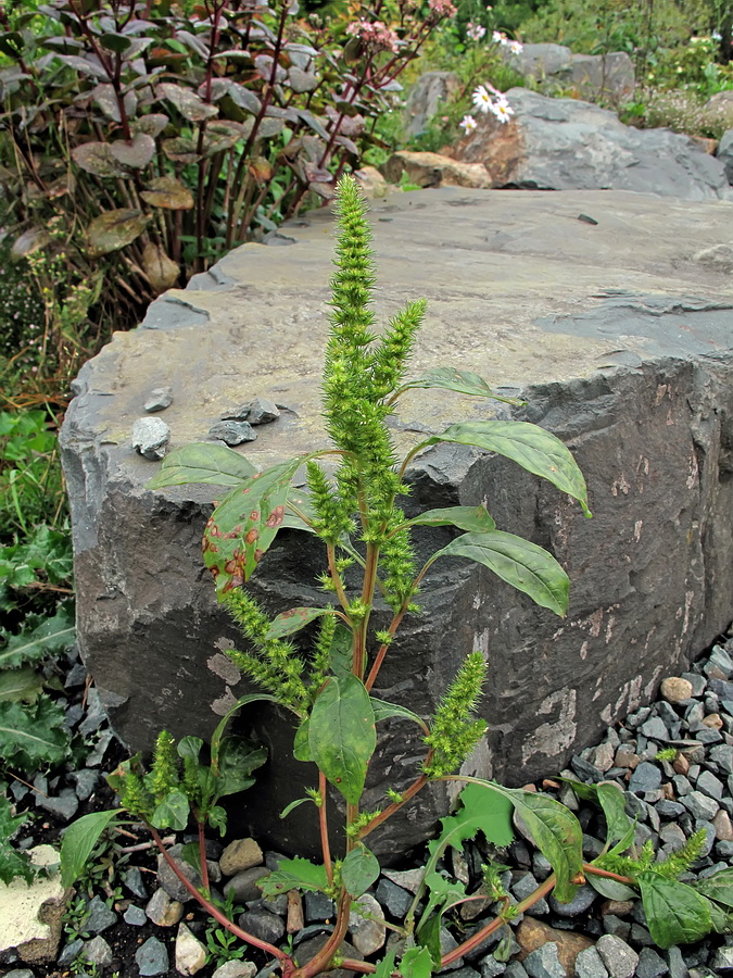 Изображение особи род Amaranthus.