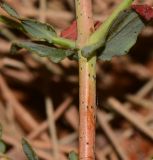 Hypericum triquetrifolium