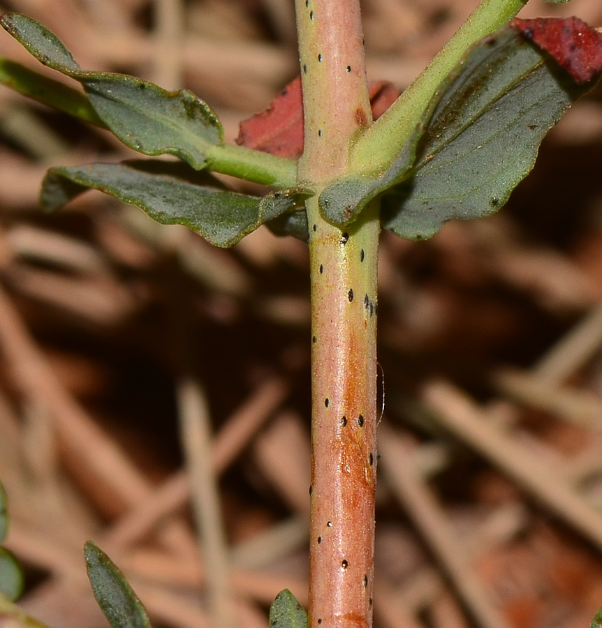 Изображение особи Hypericum triquetrifolium.