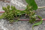 Penstemon attenuatus