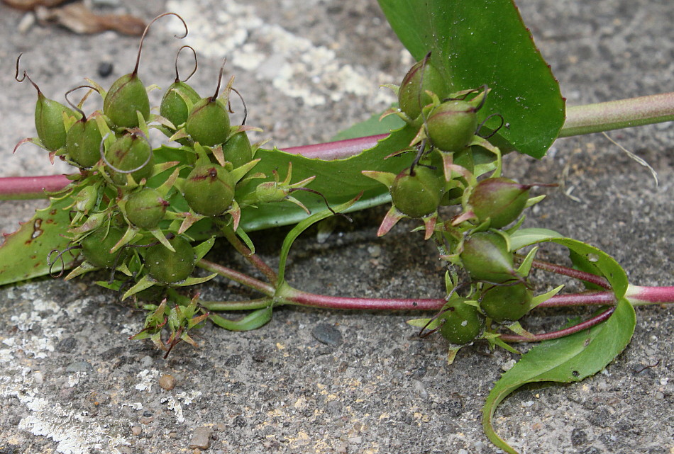 Image of Penstemon attenuatus specimen.