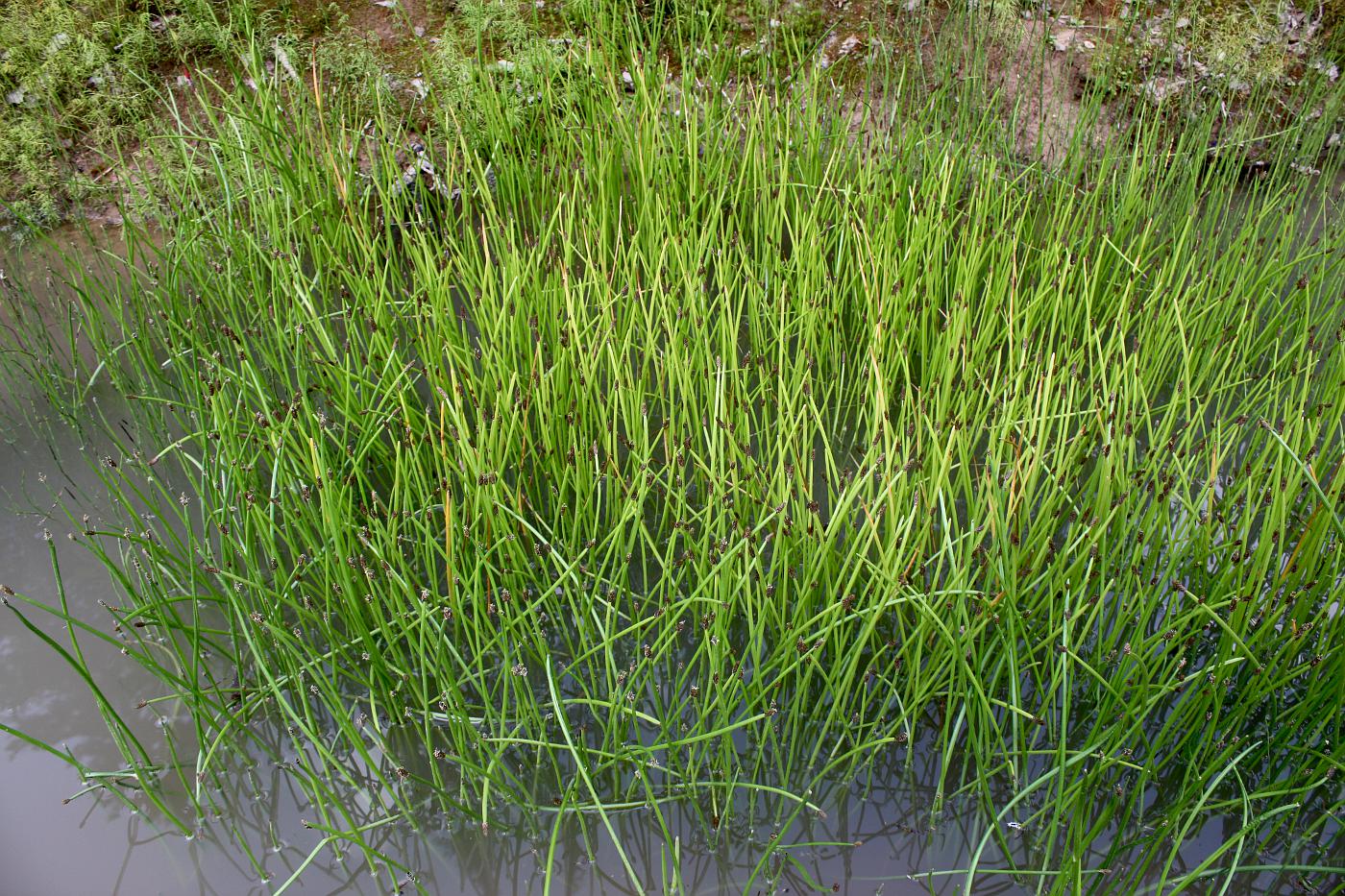 Image of Eleocharis mamillata specimen.