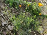 Eschscholzia californica