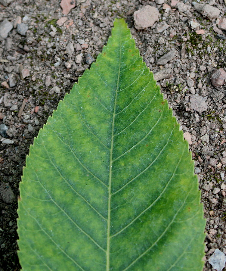 Изображение особи Carya glabra.