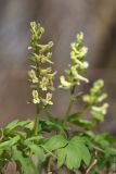 Corydalis marschalliana. Верхушки растений с соцветиями. Ростов-на-Дону, территория Ботанического сада. 13.04.2011.