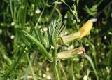 Vicia grandiflora