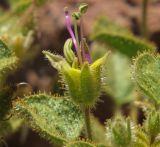 Cleome droserifolia. Цветок. Израиль, Эйлатские горы. 05.09.2013.