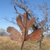 Crataegus pentagyna