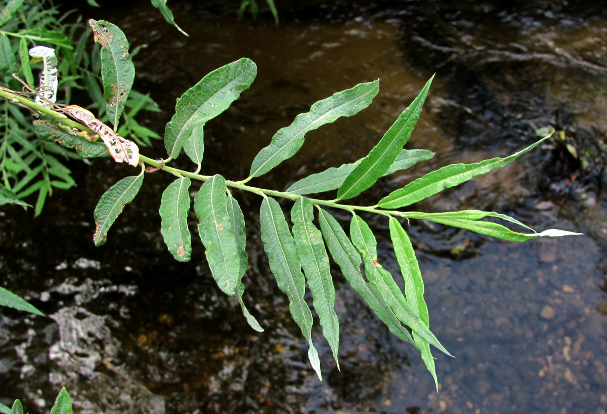 Image of Salix &times; stipularis specimen.