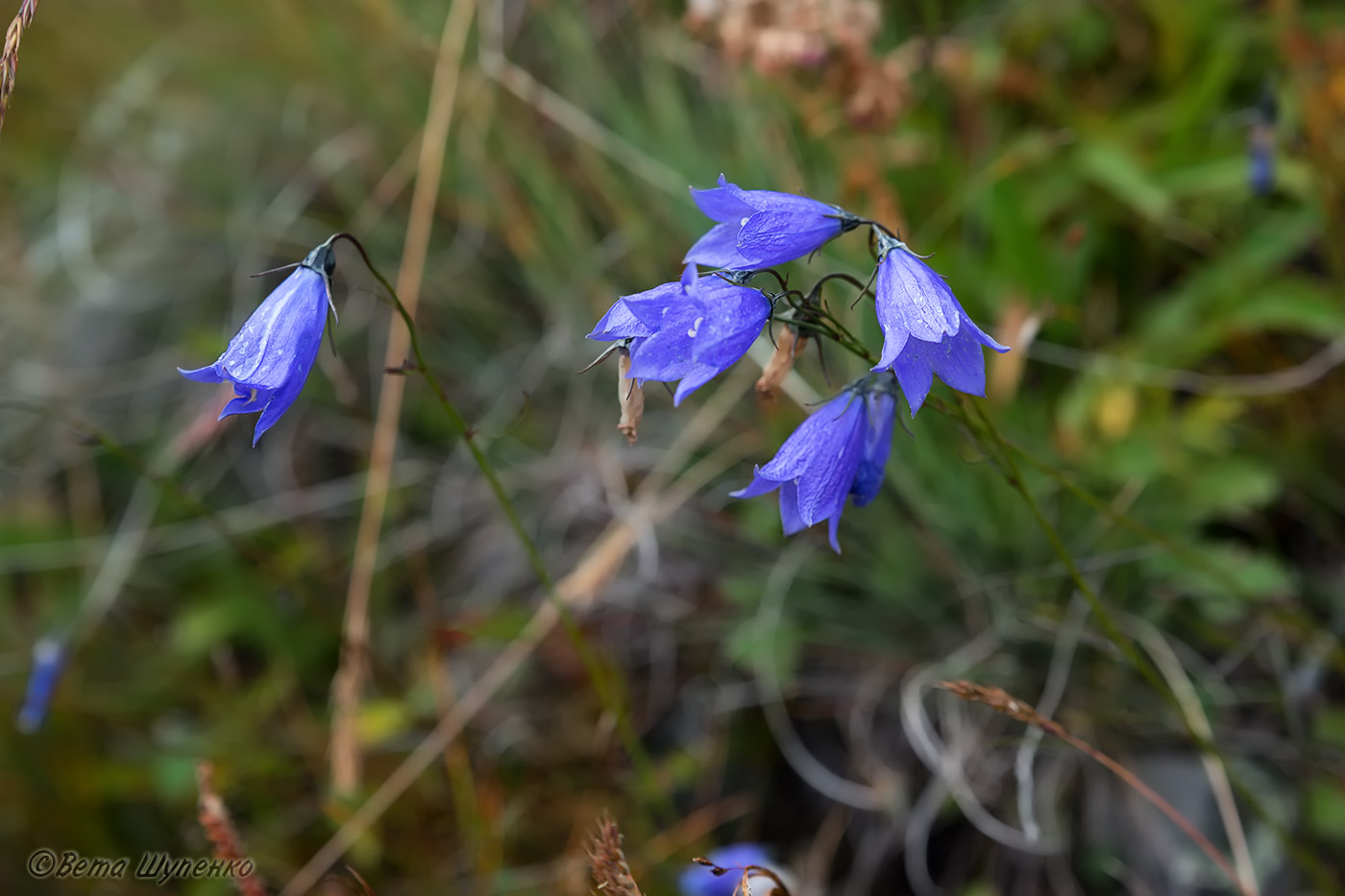 Image of Campanula rotundifolia specimen.