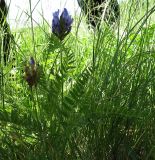 Astragalus danicus. Цветущее растение. Белгородская обл., Губкинский р-н, запов. \"Белогорье\", \"Ямская степь\". 11 июня 2009 г.