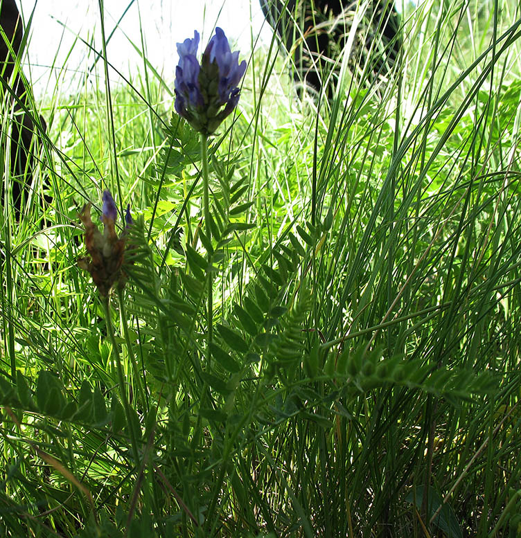 Изображение особи Astragalus danicus.