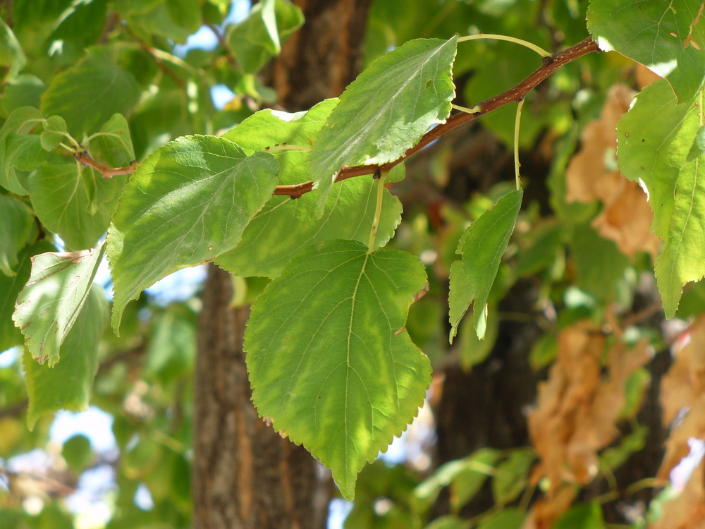 Image of Armeniaca vulgaris specimen.