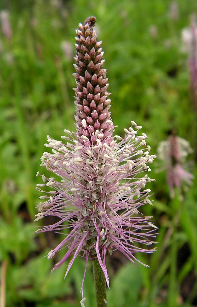 Image of Plantago media specimen.