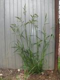 Echinochloa crus-galli