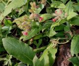 Pulmonaria rubra. Цветущие растения. Германия, г. Дюссельдорф, Ботанический сад университета. 02.03.2014.