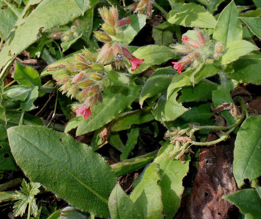 Image of Pulmonaria rubra specimen.