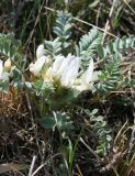 Astragalus testiculatus. Часть цветущего растения. Восточный Казахстан, Уланский р-н, сопки в окр. с. Украинка. 26.04.2012.