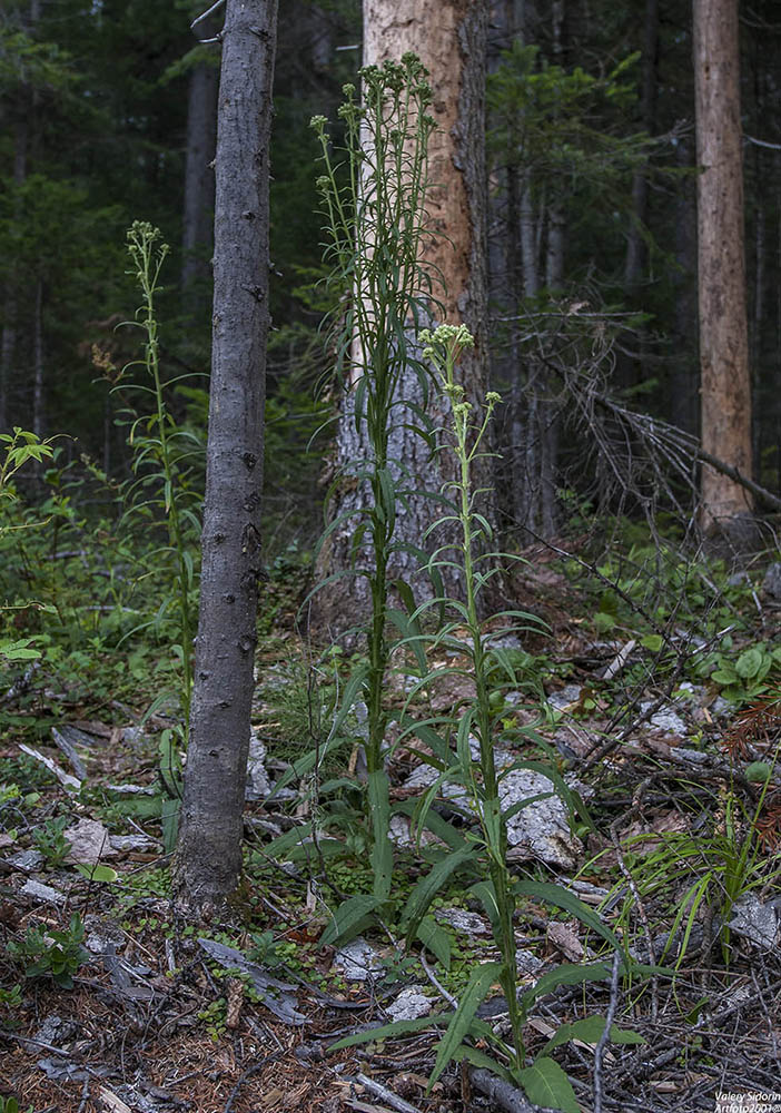 Image of Saussurea neoserrata specimen.