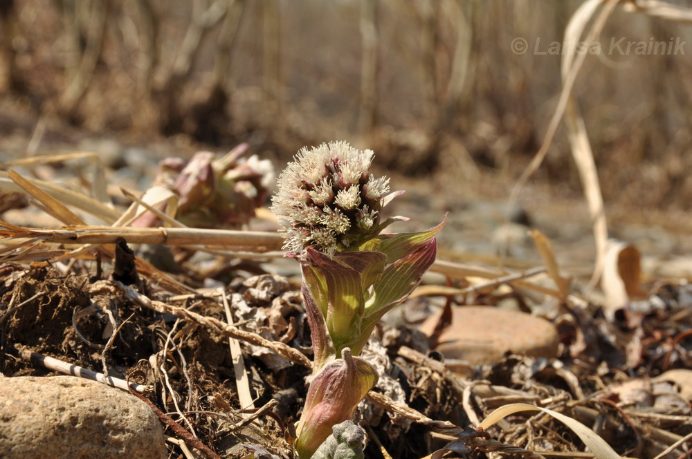 Image of Petasites tatewakianus specimen.