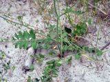 Pimpinella saxifraga. Нижняя часть побега. Московская обл., Шатурский р-н, окр. пос. Туголесский Бор. 10.07.2012.