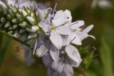 Veronica prostrata