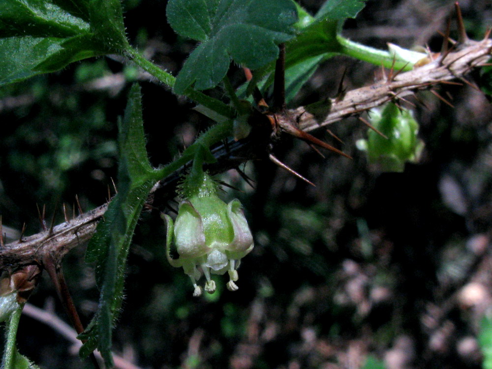 Изображение особи Grossularia acicularis.