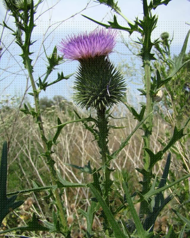 Image of Cirsium vulgare specimen.