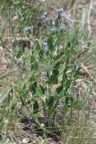 Nepeta parviflora. Цветущее растение. ЮВ Крым, окр. пос. Коктебель. 11 мая 2014 г.