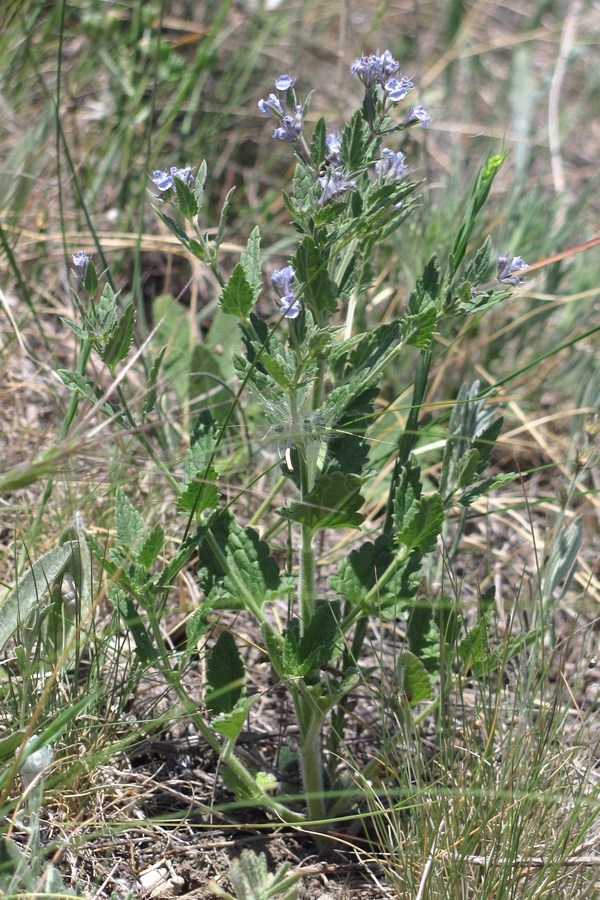 Image of Nepeta parviflora specimen.