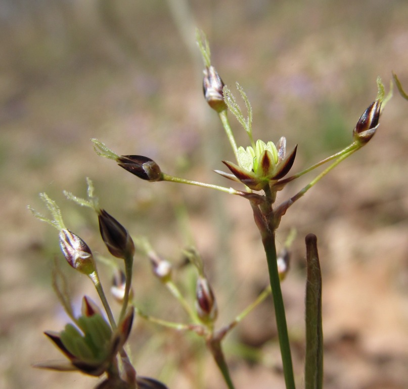 Image of Luzula pilosa specimen.