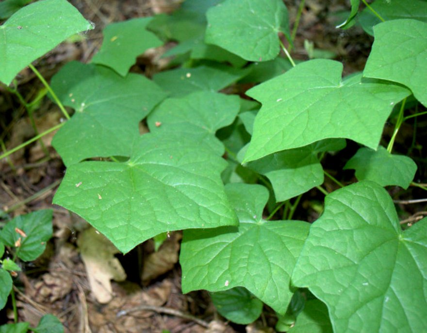 Image of Menispermum canadense specimen.