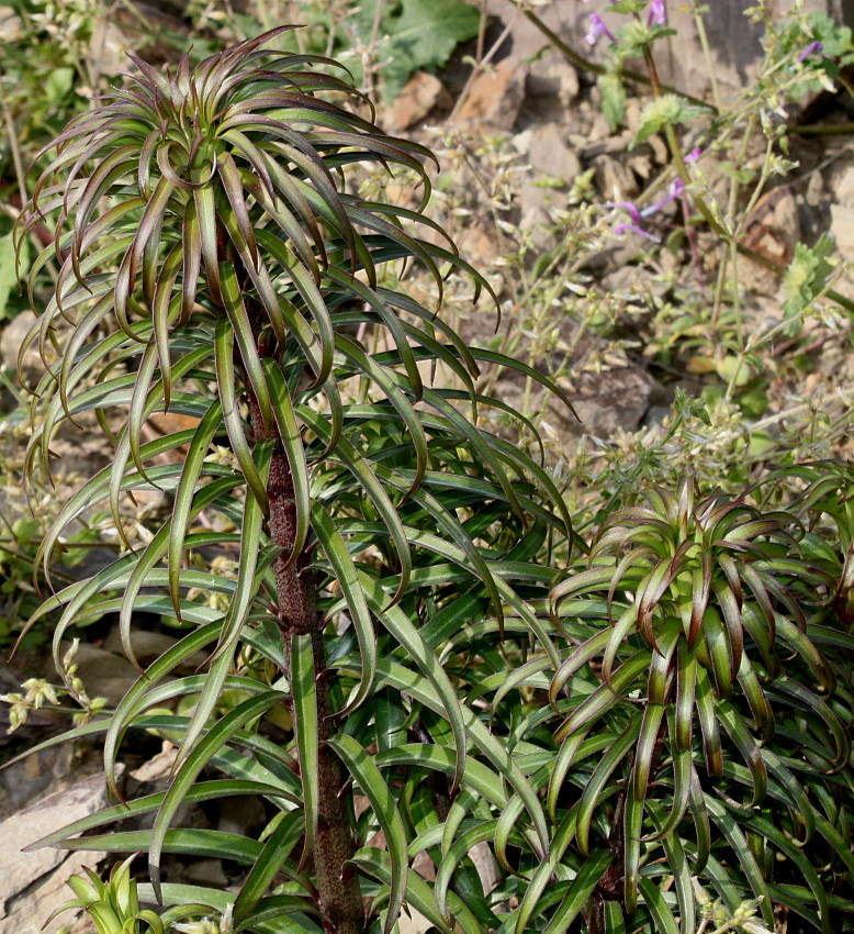 Image of Lilium regale specimen.